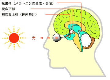 light-brain.jpg